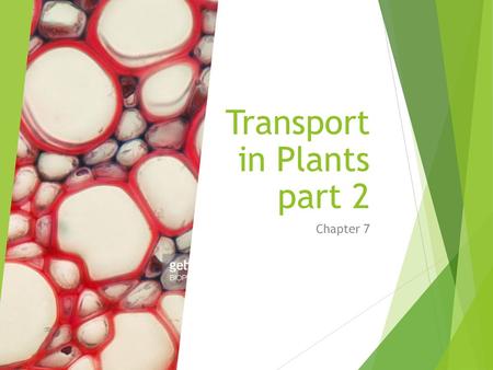 Transport in Plants part 2