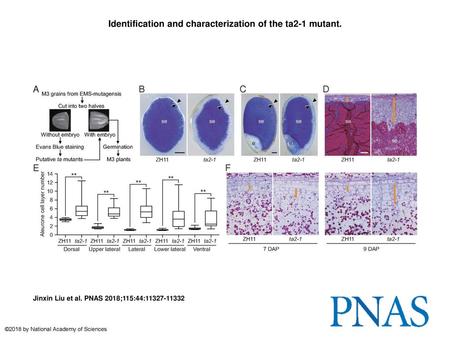 Identification and characterization of the ta2-1 mutant.