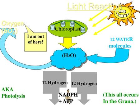 Light Reaction Oxygen (6O2) Chloroplast (H2O) AKA Photolysis NADPH