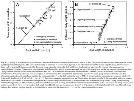 Fig. 5. (A) Scaling of brain vault size (width measured at the level of anterior squamosal/parietal suture) relative to skull size (measured at the distance.