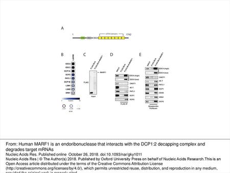 Figure 1. MARF1 interacts with the DCP1:DCP2 mRNA decapping complex