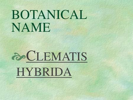 BOTANICAL NAME CLEMATIS HYBRIDA.