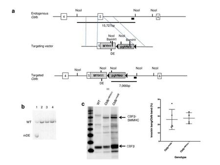 a c b NcoI Endogenous Cbfb NcoI 15,727bp NcoI NcoI BamH1 BamH1