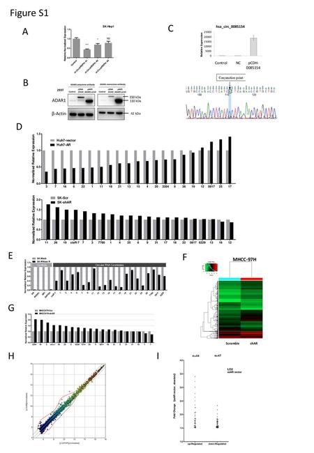 Figure S1 C A B D E F G H I MHCC-97H Control NC pCDH kDa