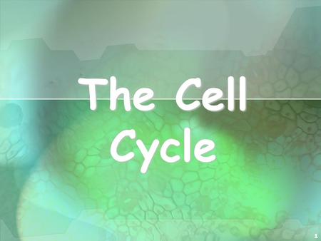 The Cell Cycle.