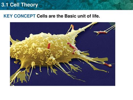 KEY CONCEPT Cells are the Basic unit of life.