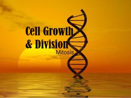 Cell Growth & Division Mitosis.