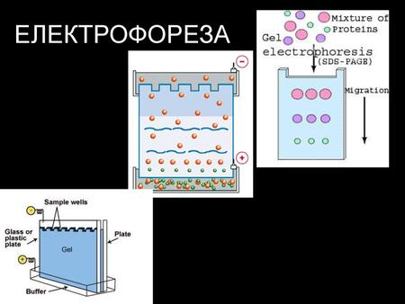 ЕЛЕКТРОФОРЕЗА.