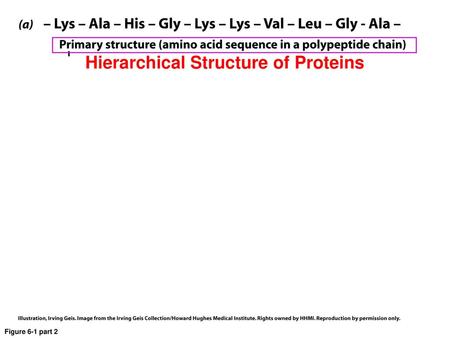 Hierarchical Structure of Proteins