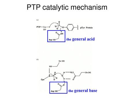 PTP catalytic mechanism