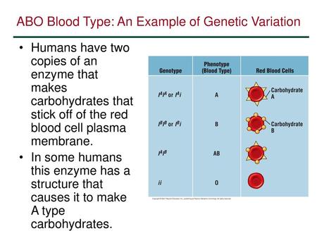 ABO Blood Type: An Example of Genetic Variation