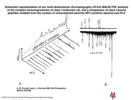 Schematic representation of our multi-dimensional chromatography off-line MALDI-TOF analysis of the complex immunoproteome of class I molecules (A), and.