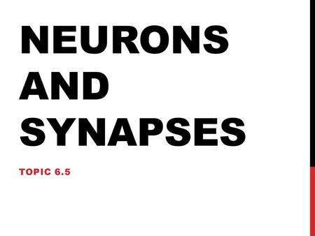 Neurons and Synapses Topic 6.5.