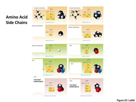 . Nonpolar (hydrophobic) Nonpolar (hydrophobic) Amino Acid Side Chains