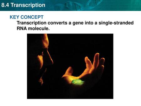 RNA carries DNA’s instructions.