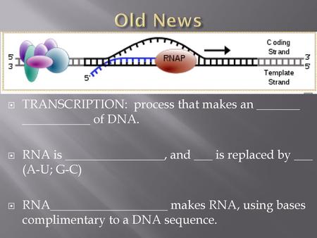 Old News TRANSCRIPTION: process that makes an _______ ___________ of DNA. RNA is ________________, and ___ is replaced by ___ (A-U; G-C) RNA___________________.