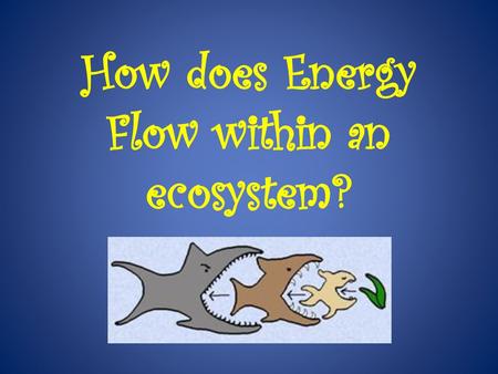 How does Energy Flow within an ecosystem?