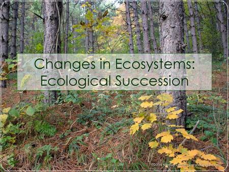 Changes in Ecosystems: Ecological Succession