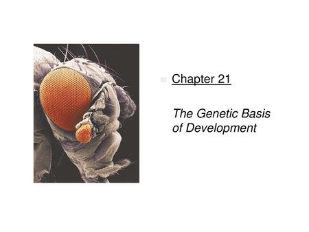 Chapter 21 The Genetic Basis of Development.