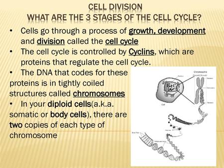 Cell Division What are the 3 stages of the cell cycle?