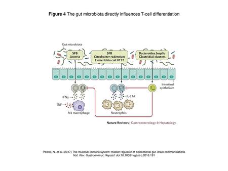 Figure 4 The gut microbiota directly influences T-cell differentiation