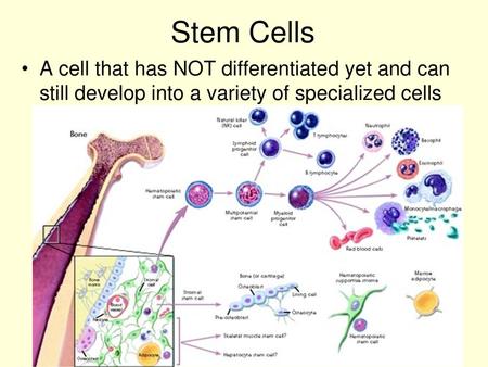 Stem Cells A cell that has NOT differentiated yet and can still develop into a variety of specialized cells.