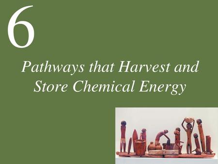 Pathways that Harvest and Store Chemical Energy