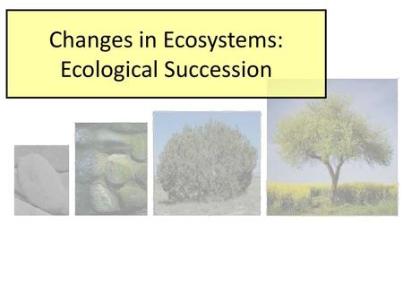 Changes in Ecosystems: Ecological Succession