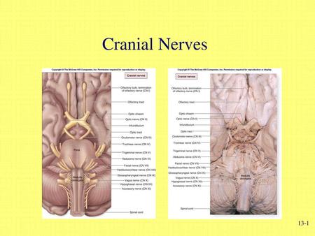 Cranial Nerves.