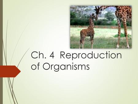 Ch. 4 Reproduction of Organisms