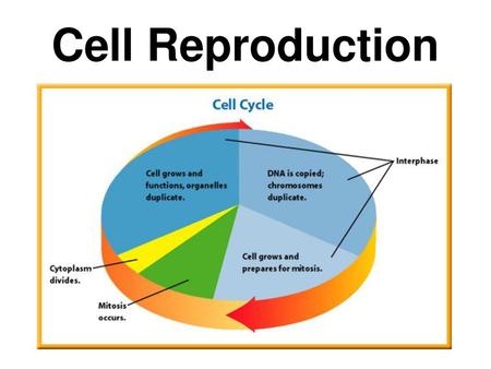 Cell Reproduction.