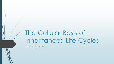 The Cellular Basis of Inheritance: Life Cycles