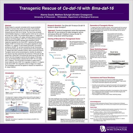 Transgenic Rescue of Ce-daf-16 with Bma-daf-16