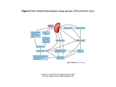 Figure 5 Inter-relationships between sleep apnoea, CKD and brain injury Figure 5 | Inter-relationships between sleep apnoea, CKD and brain injury. In chronic.