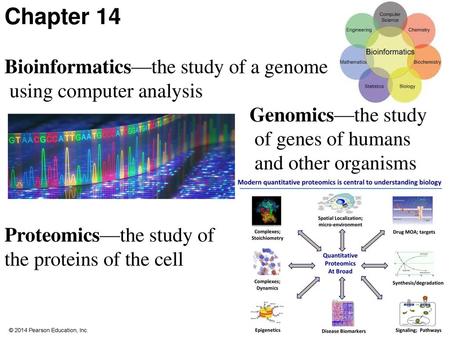 Chapter 14 Bioinformatics—the study of a genome