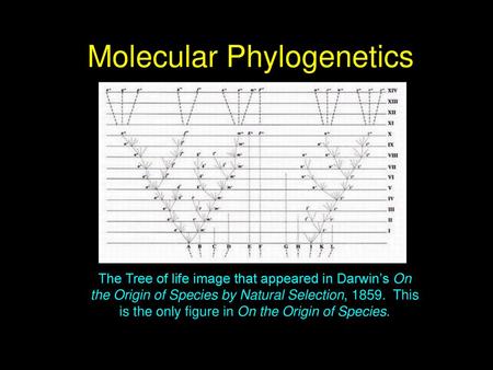 Molecular Phylogenetics