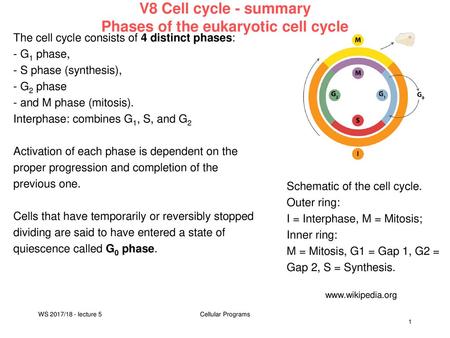 V8 Cell cycle - summary Phases of the eukaryotic cell cycle