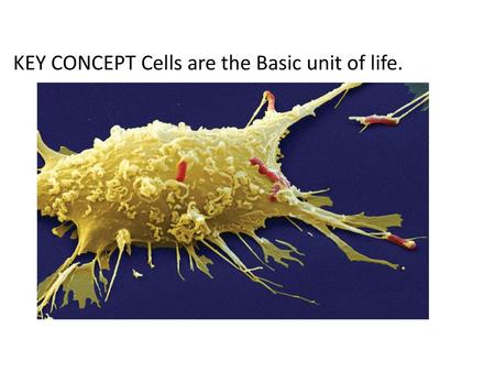 KEY CONCEPT Cells are the Basic unit of life.