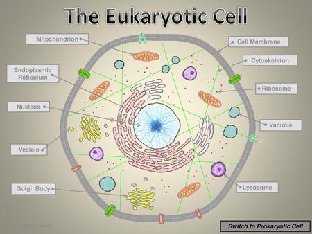 Switch to Prokaryotic Cell