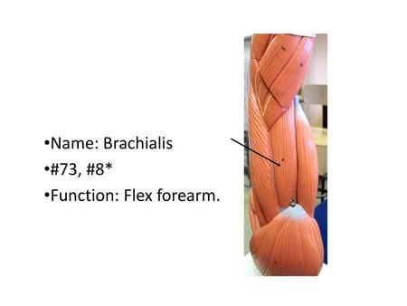 Name: Brachialis #73, #8* Function: Flex forearm..