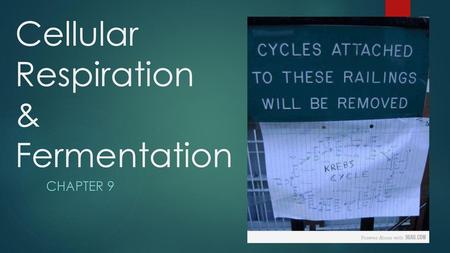 Cellular Respiration & Fermentation