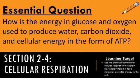 Section 2-4: Cellular Respiration