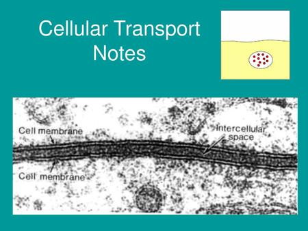 Cellular Transport Notes