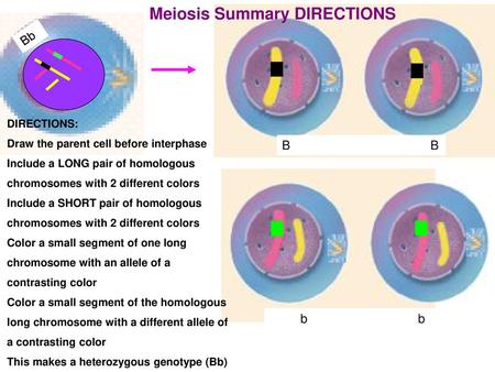 Meiosis Summary DIRECTIONS