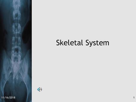 Skeletal System 11/16/2018.