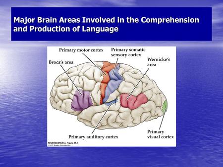 Relationship of Language Areas to the Cytoarchitectonic Map of Cerebral Cortex