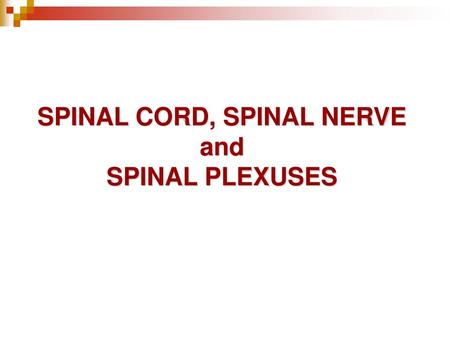 SPINAL CORD, SPINAL NERVE and SPINAL PLEXUSES