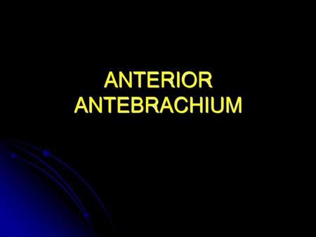 ANTERIOR ANTEBRACHIUM