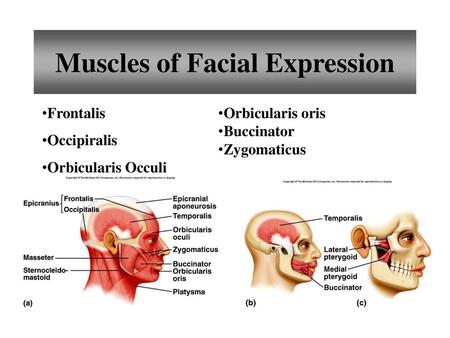 Muscles of Facial Expression