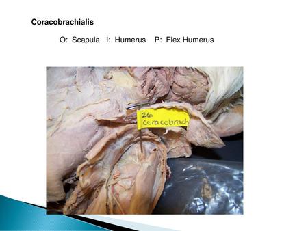 Coracobrachialis O: Scapula I: Humerus P: Flex Humerus.